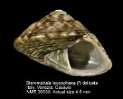 Steromphala leucophaea (f) delicata (2)